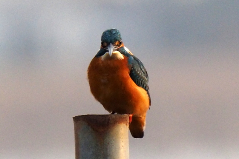 f:id:digibirds:20161201183510j:image