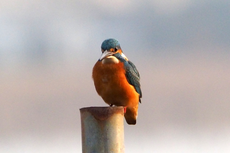 f:id:digibirds:20161201183513j:image