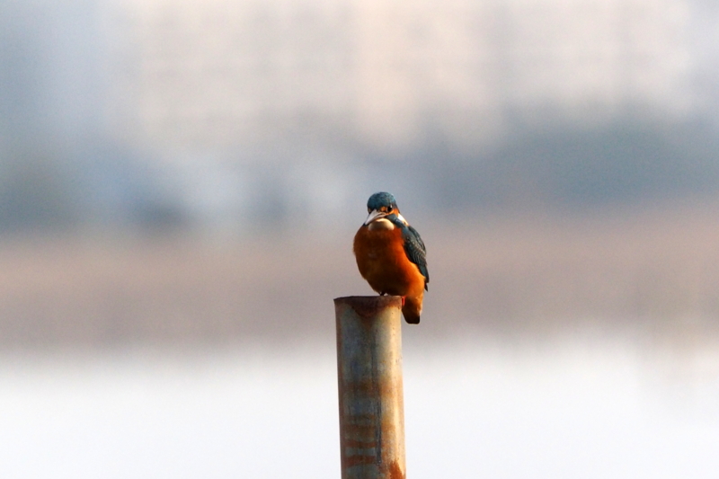 f:id:digibirds:20161201183517j:image