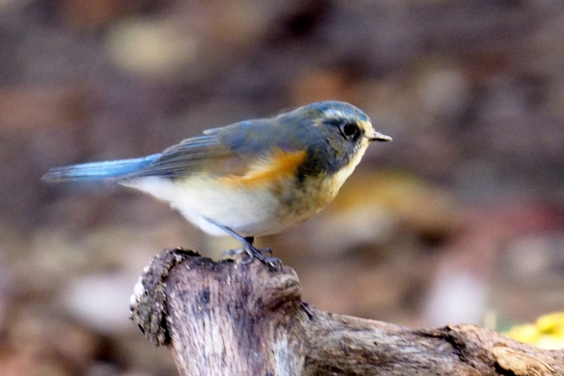 f:id:digibirds:20161203140142j:image f:id:digibirds:20161203140142j:image