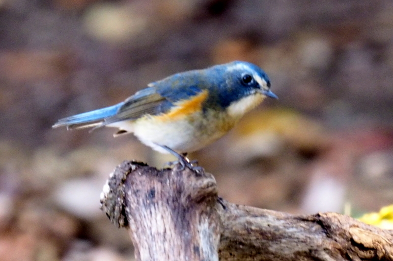 f:id:digibirds:20161203140145j:image f:id:digibirds:20161203140145j:image