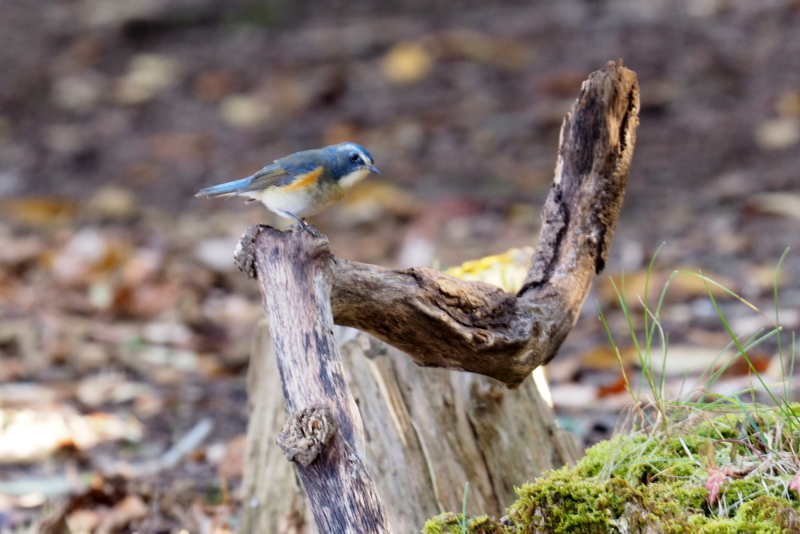 f:id:digibirds:20161203140148j:image f:id:digibirds:20161203140148j:image