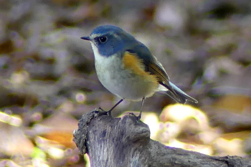 f:id:digibirds:20161203205150j:image f:id:digibirds:20161203205150j:image