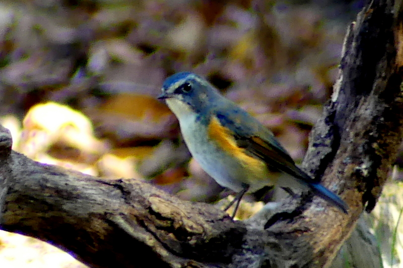 f:id:digibirds:20161203205435j:image f:id:digibirds:20161203205435j:image