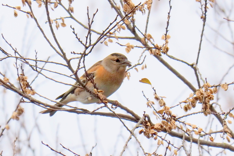 f:id:digibirds:20161204172328j:image f:id:digibirds:20161204172328j:image
