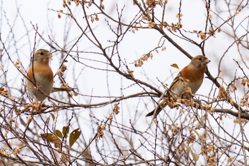 f:id:digibirds:20161204172356j:image f:id:digibirds:20161204172356j:image