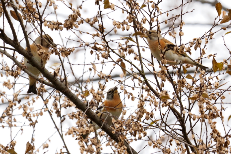 f:id:digibirds:20161204172415j:image f:id:digibirds:20161204172415j:image