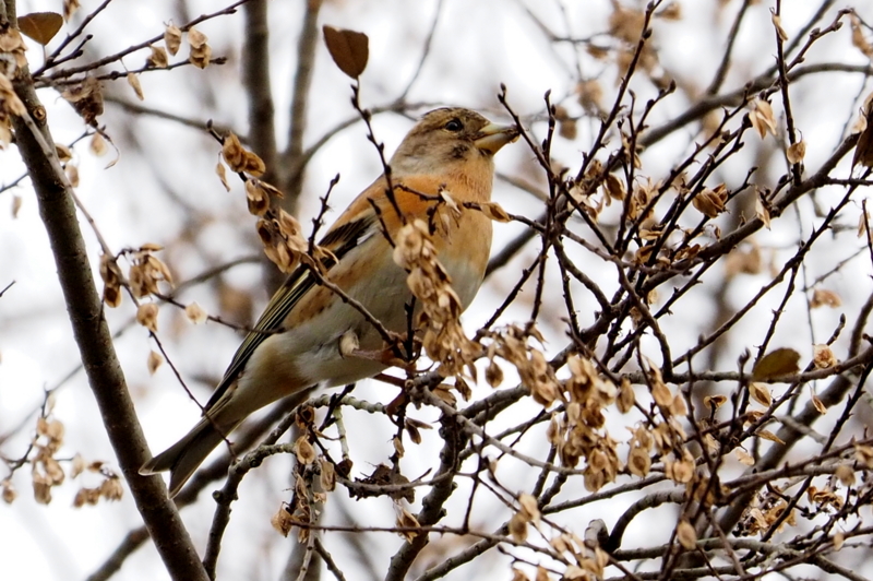 f:id:digibirds:20161204172633j:image f:id:digibirds:20161204172633j:image