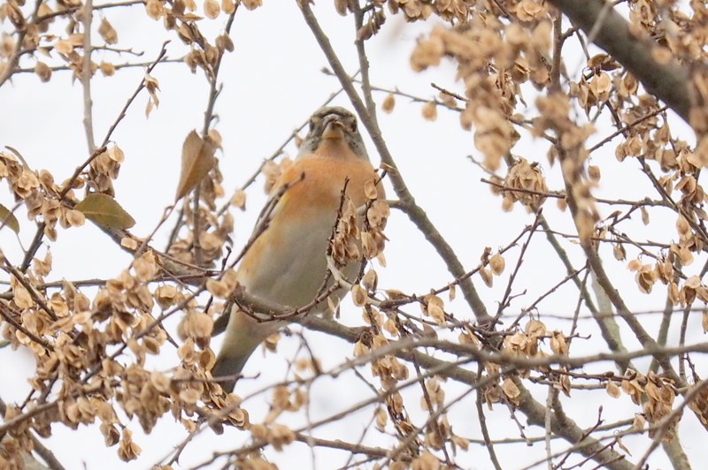 f:id:digibirds:20161204172637j:image f:id:digibirds:20161204172637j:image