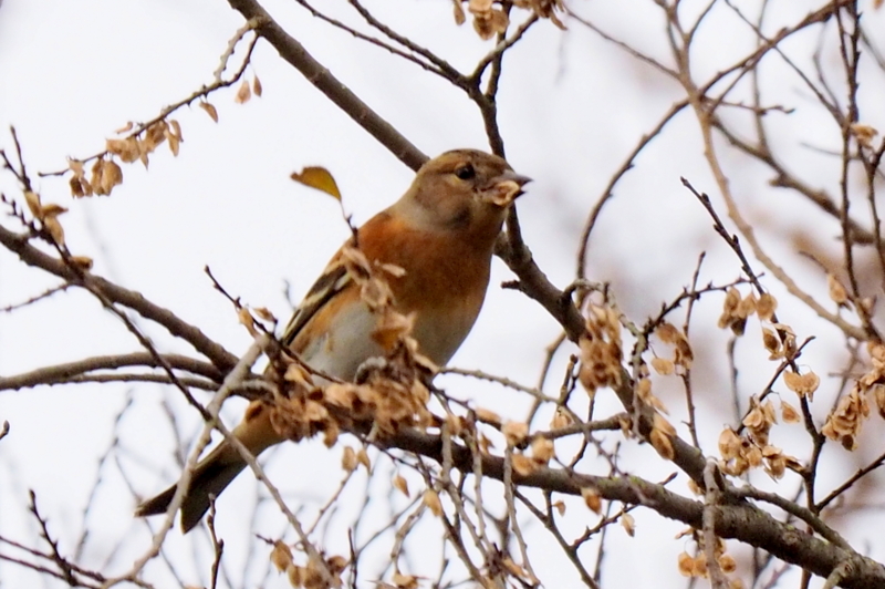 f:id:digibirds:20161204172641j:image f:id:digibirds:20161204172641j:image
