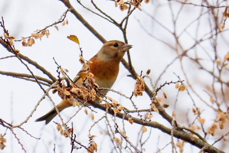 f:id:digibirds:20161204172644j:image f:id:digibirds:20161204172644j:image
