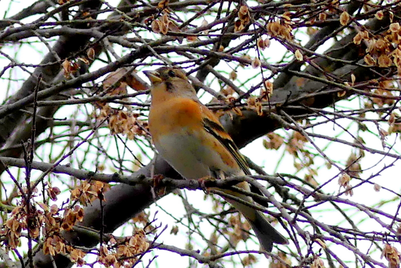f:id:digibirds:20161204175725j:image f:id:digibirds:20161204175725j:image