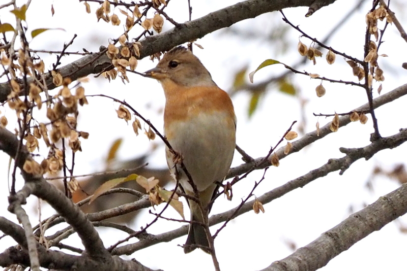 f:id:digibirds:20161205000358j:image f:id:digibirds:20161205000358j:image