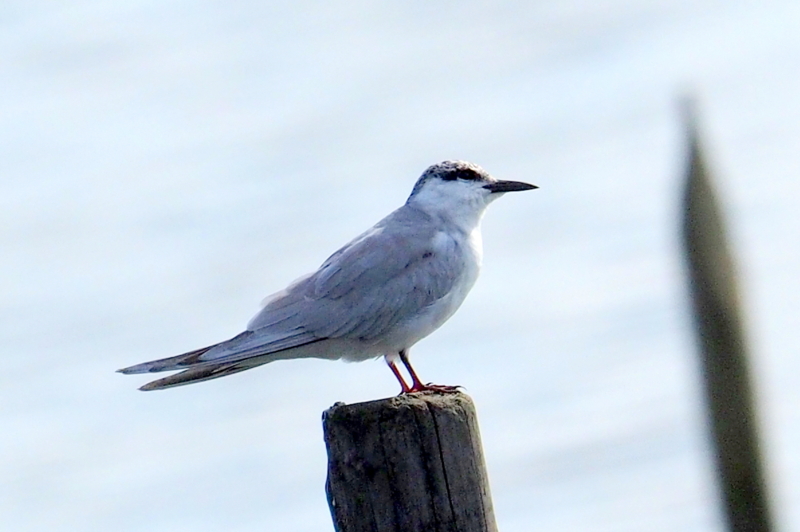 f:id:digibirds:20161205153351j:image