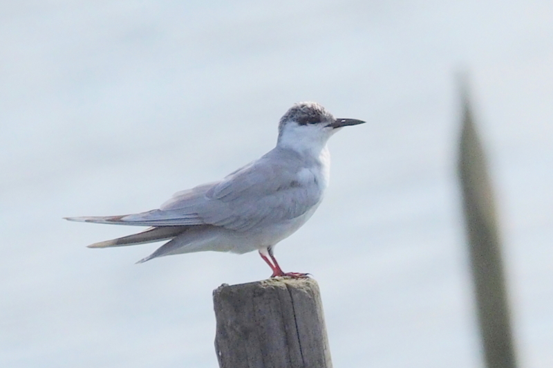 f:id:digibirds:20161205153355j:image