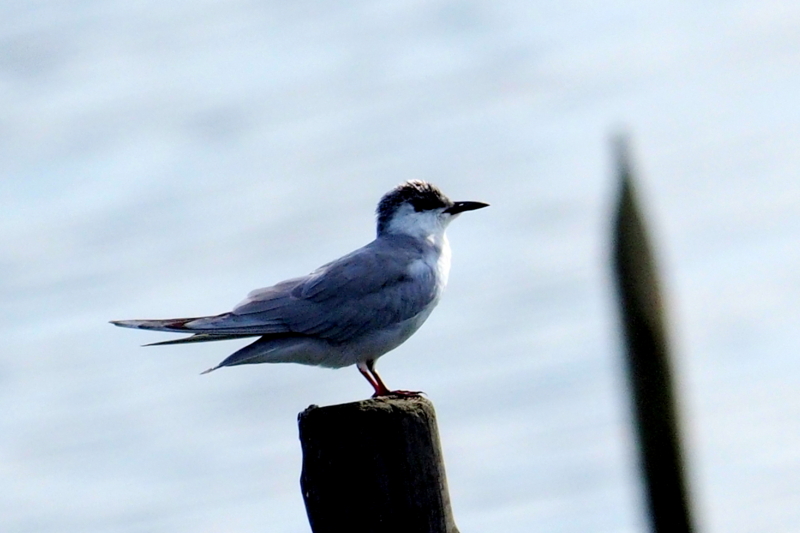 f:id:digibirds:20161205153401j:image