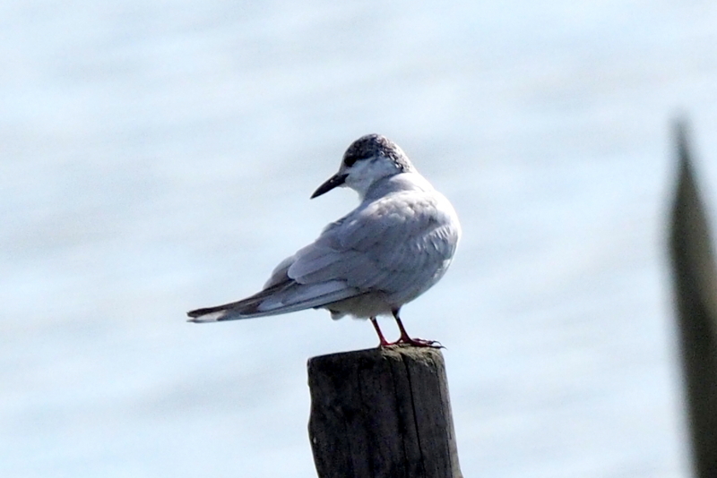 f:id:digibirds:20161205153405j:image