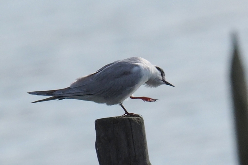 f:id:digibirds:20161205153408j:image