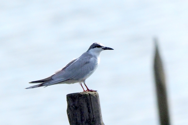 f:id:digibirds:20161205153423j:image