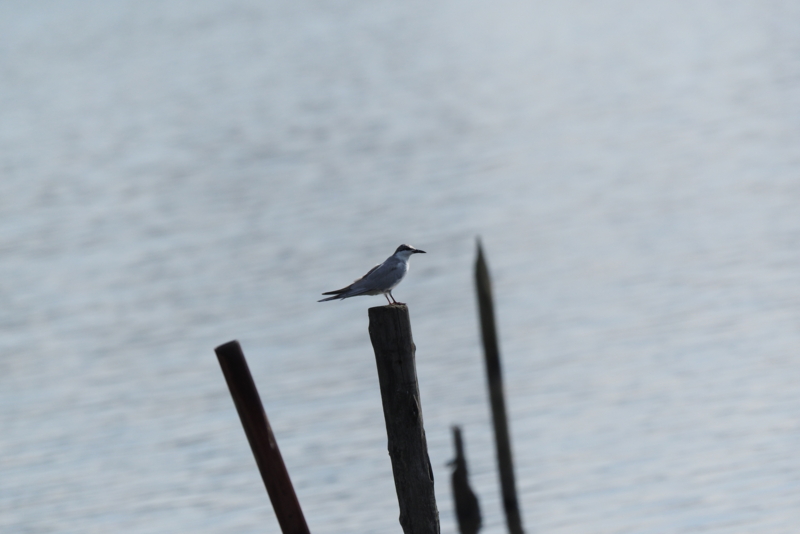 f:id:digibirds:20161205153426j:image