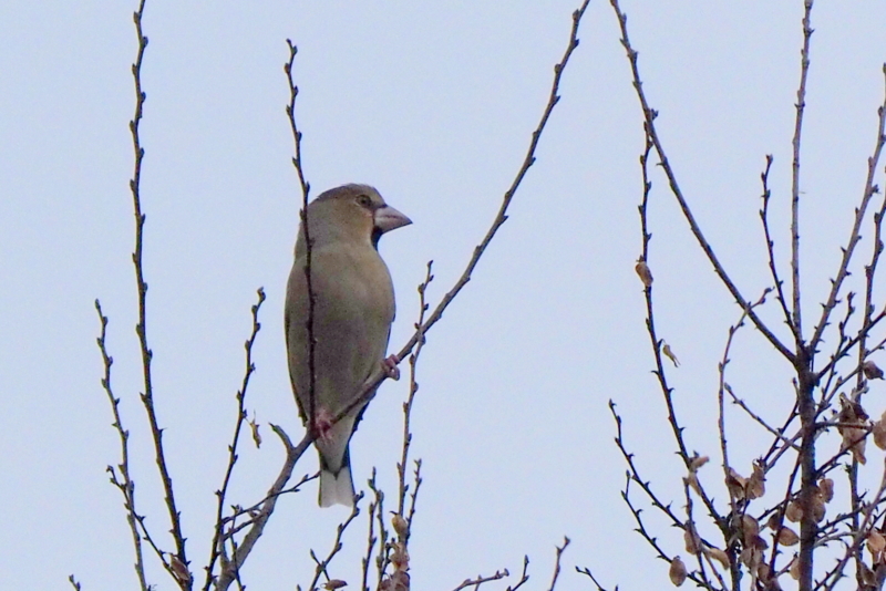 f:id:digibirds:20161206155359j:image