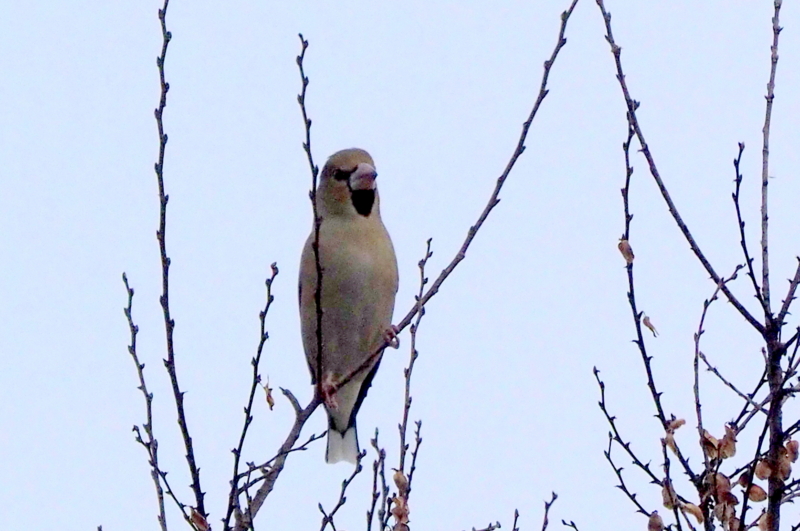 f:id:digibirds:20161206155403j:image