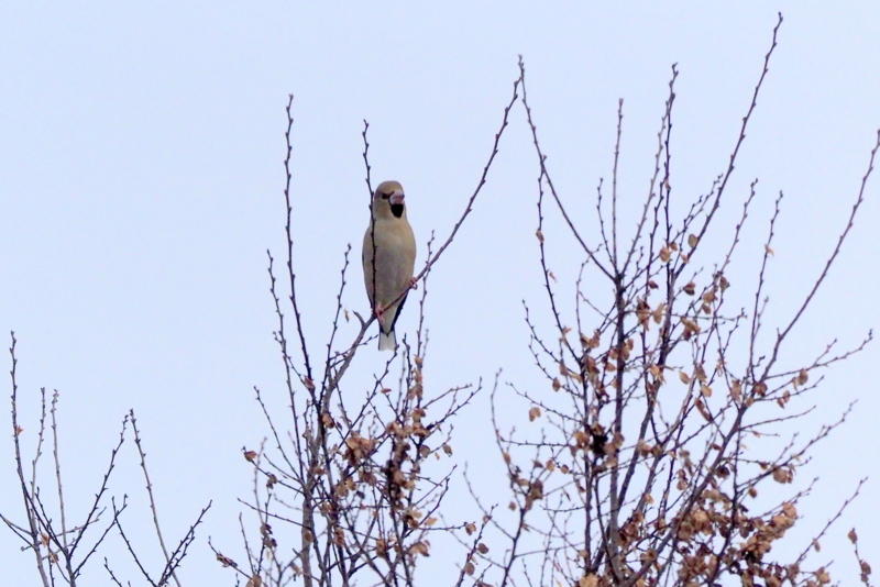 f:id:digibirds:20161206155406j:image