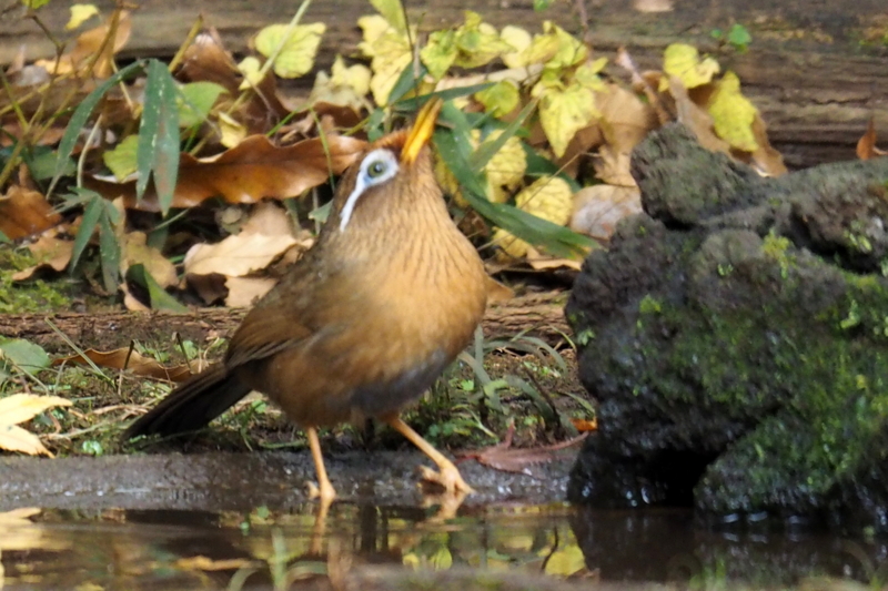 f:id:digibirds:20161208185823j:image