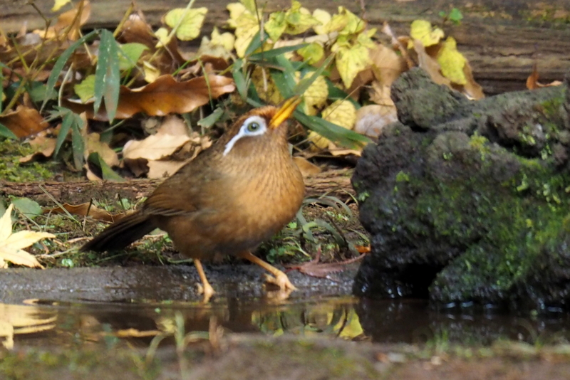 f:id:digibirds:20161208185830j:image