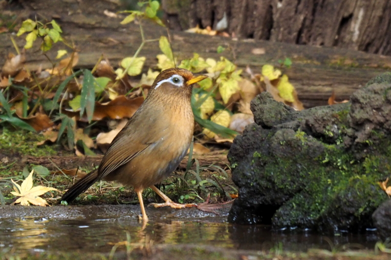 f:id:digibirds:20161208185837j:image