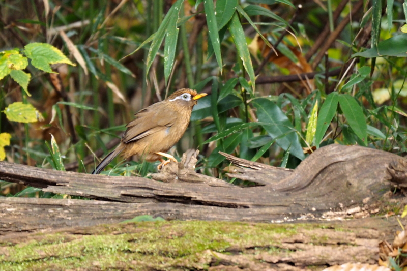 f:id:digibirds:20161208185848j:image