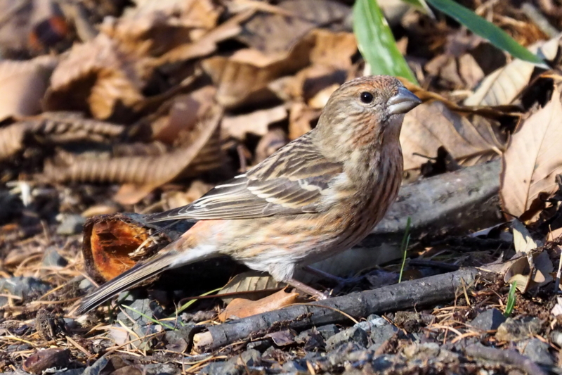 f:id:digibirds:20161209192348j:image