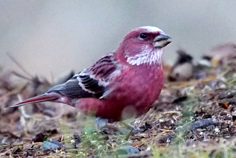 f:id:digibirds:20161209192358j:image