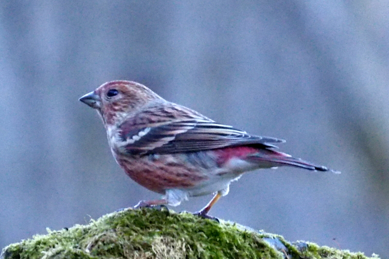 f:id:digibirds:20161209192430j:image