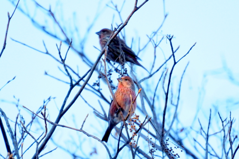 f:id:digibirds:20161209192435j:image