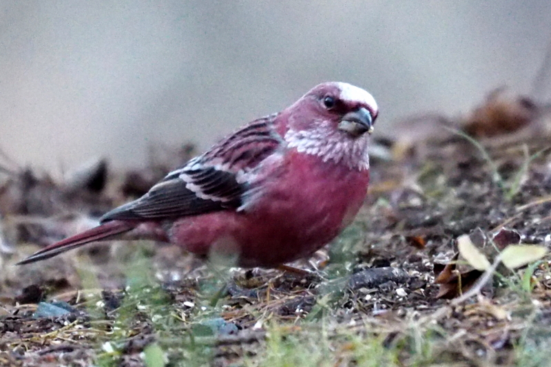 f:id:digibirds:20161209192549j:image