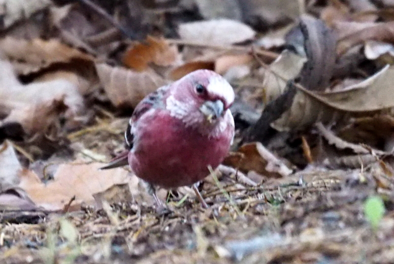 f:id:digibirds:20161209192553j:image
