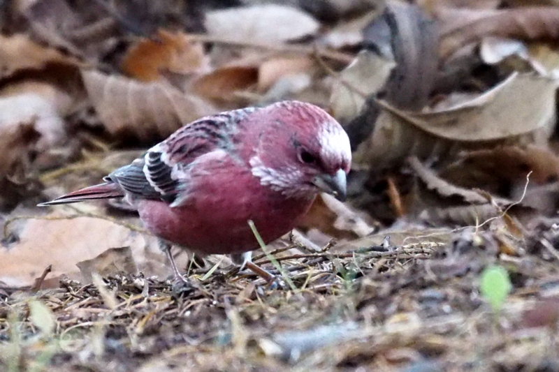 f:id:digibirds:20161209192557j:image