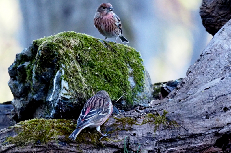 f:id:digibirds:20161210092546j:image