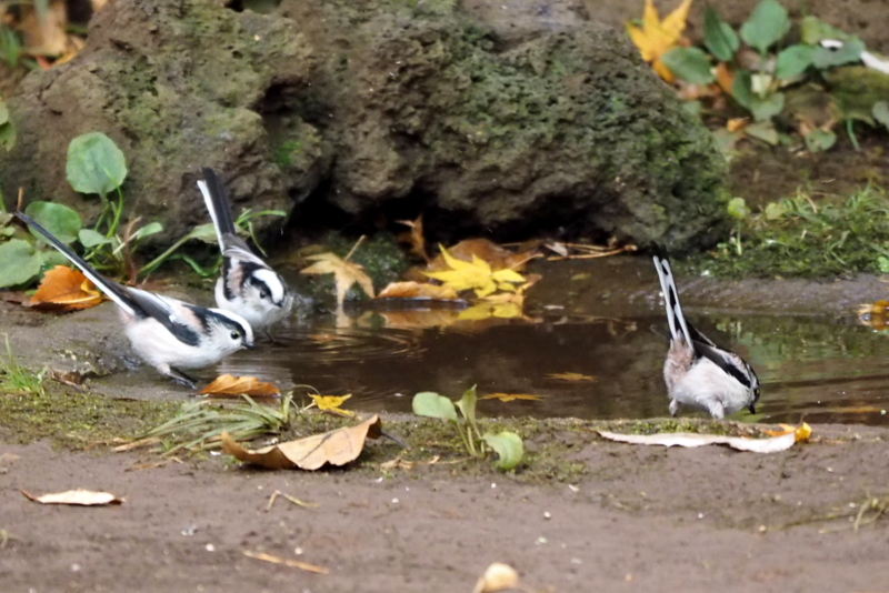 f:id:digibirds:20161210232938j:image