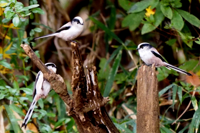 f:id:digibirds:20161210233010j:image