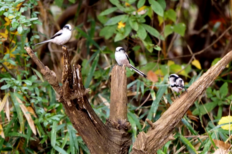 f:id:digibirds:20161210233019j:image