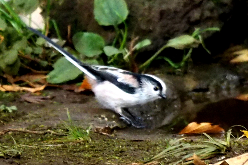 f:id:digibirds:20161210233318j:image