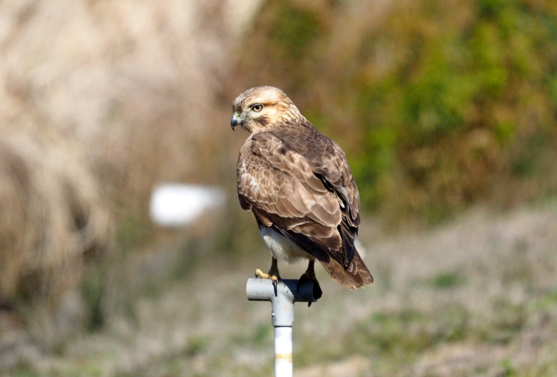 f:id:digibirds:20161212173915j:image