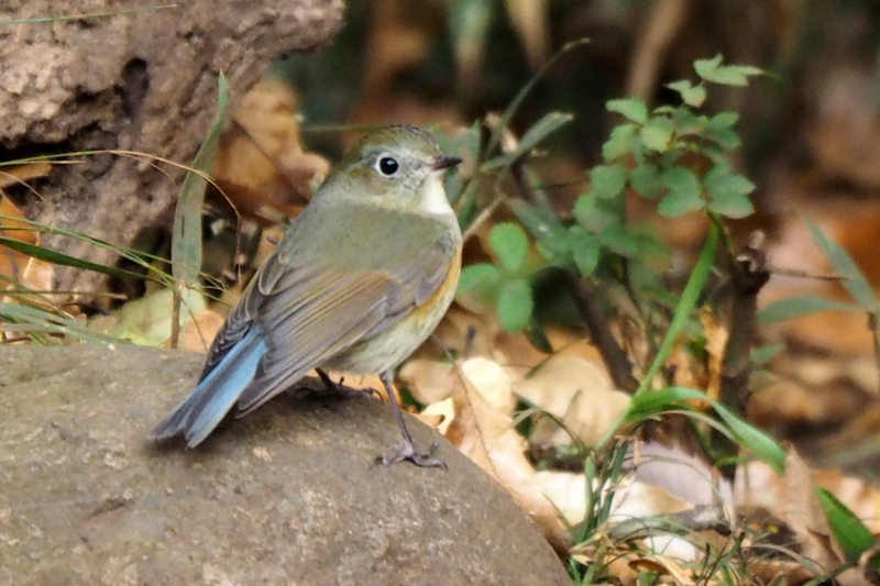 f:id:digibirds:20161213171056j:image