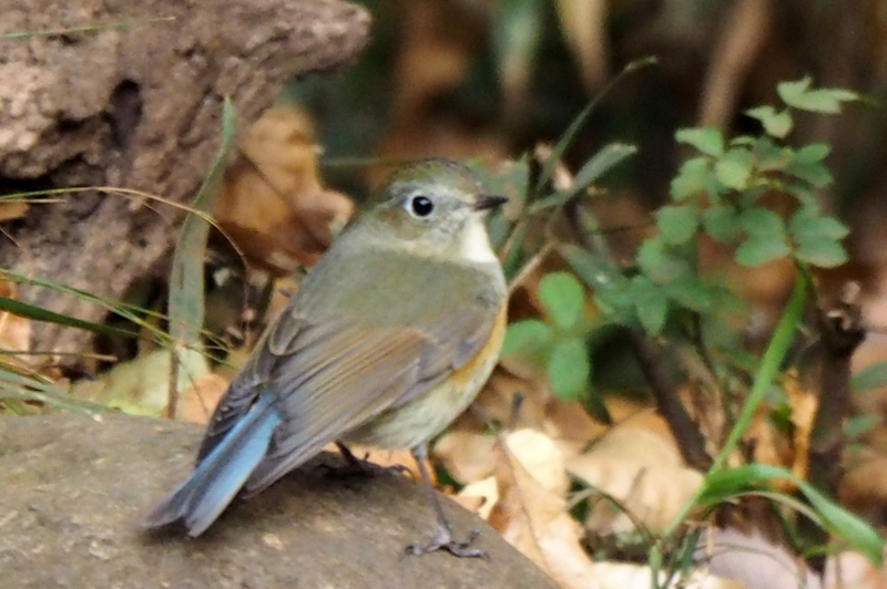 f:id:digibirds:20161213171102j:image