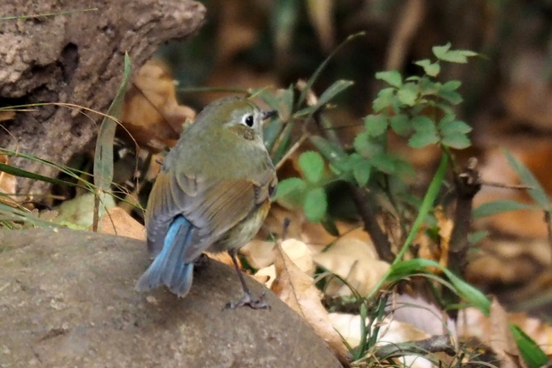 f:id:digibirds:20161213171117j:image