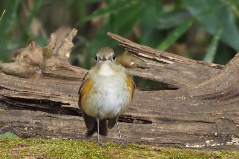 f:id:digibirds:20161213171121j:image