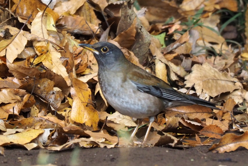 f:id:digibirds:20161216192944j:image