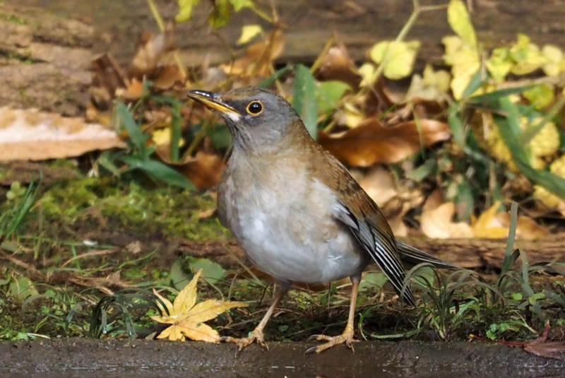 f:id:digibirds:20161216192951j:image